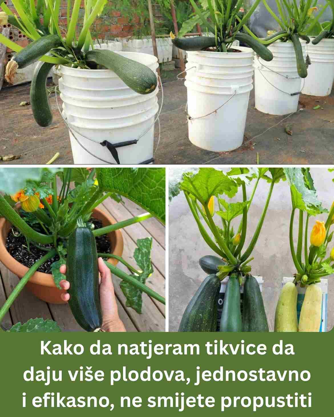 Kako da natjeram tikvice da daju više plodova, jednostavno i efikasno, ne smijete propustiti