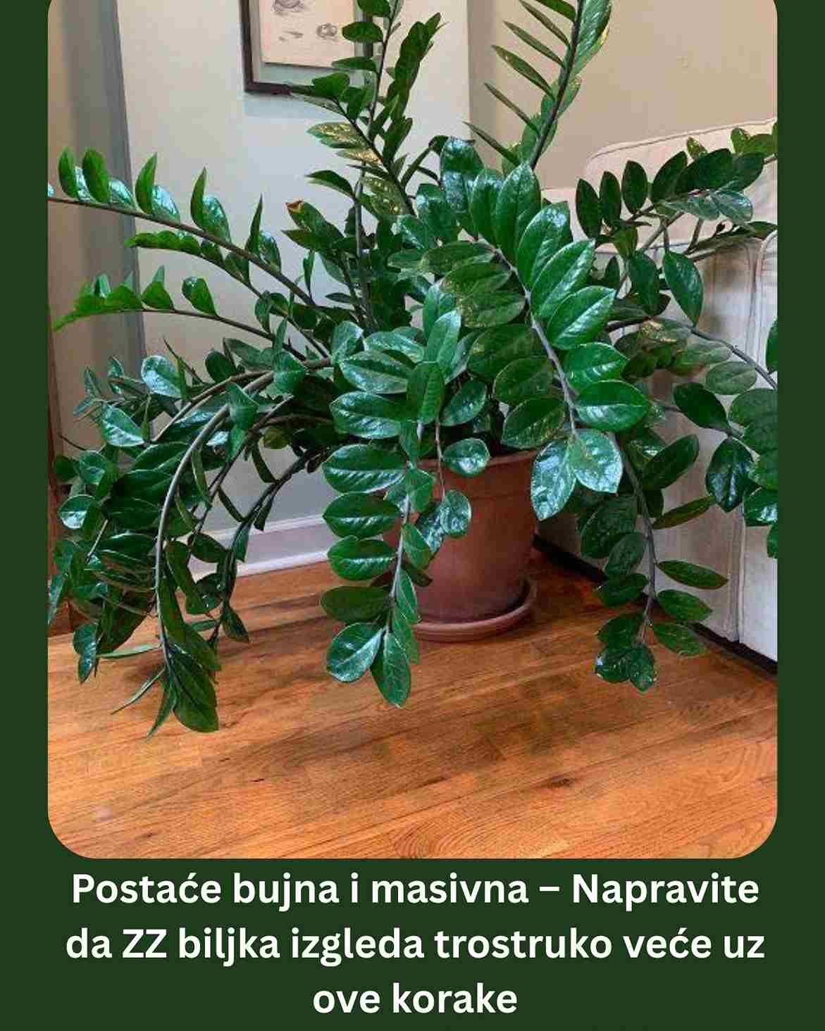 Postaće bujna i masivna – Napravite da ZZ biljka izgleda trostruko veće uz ove korake