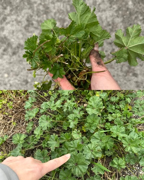 Istraživanje ljekovite moći sljeza (Malva Neglecta) i sljeza (Malva Sylvestris): Kako ih razlikovati