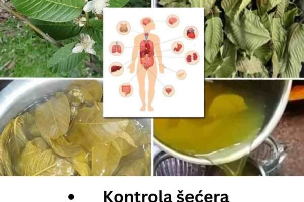 Listovi guave: 12 prednosti i upotrebe