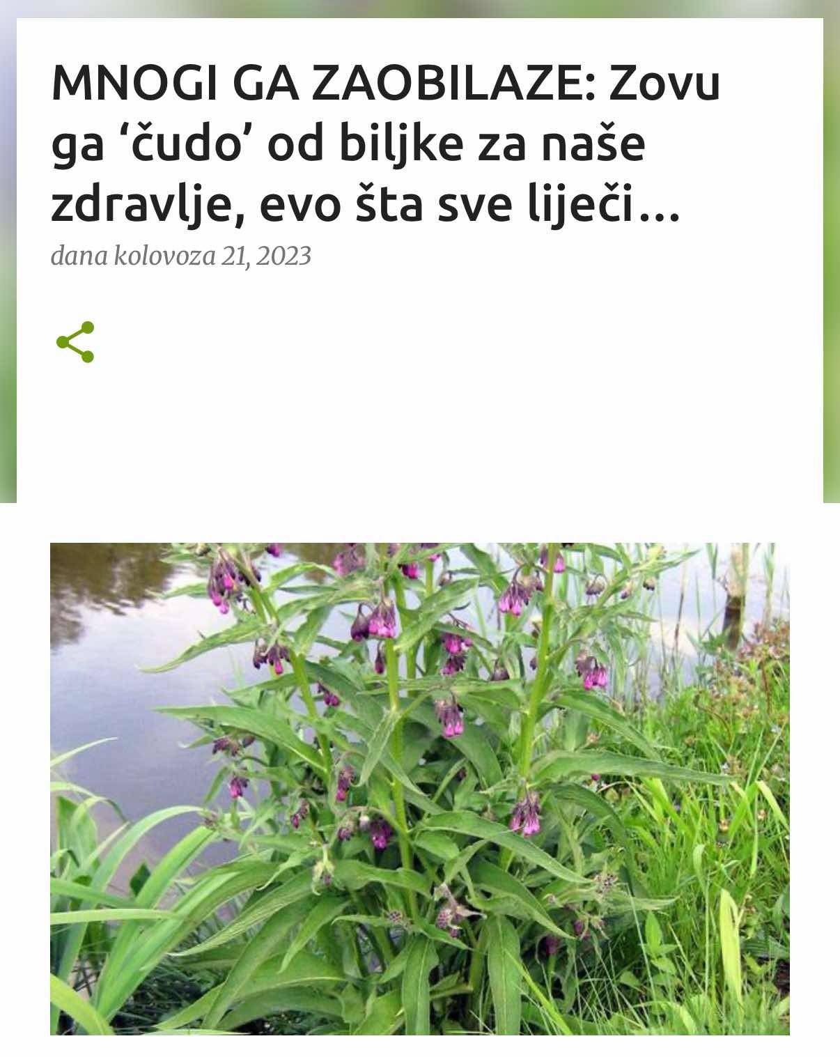 MNOGI GA ZAOBILAZE: Zovu ga ‘čudo’ od biljke za naše zdravlje, evo šta sve liječi…