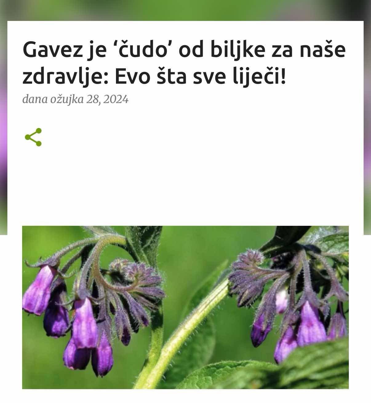Gavez je ‘čudo’ od biljke za naše zdravlje: Evo šta sve liječi!