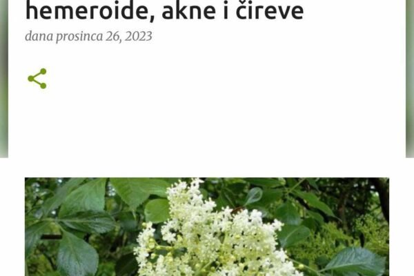 RIJEŠITE SE MUKA ZAUVIJEK: Ova biljka je prirodan lijek za hemeroide, akne i čireve