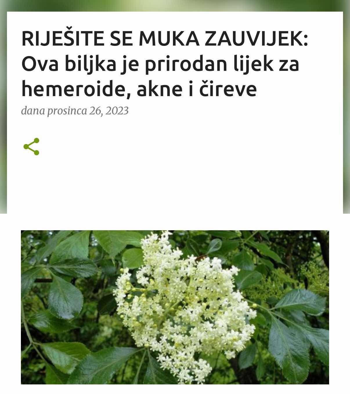 RIJEŠITE SE MUKA ZAUVIJEK: Ova biljka je prirodan lijek za hemeroide, akne i čireve