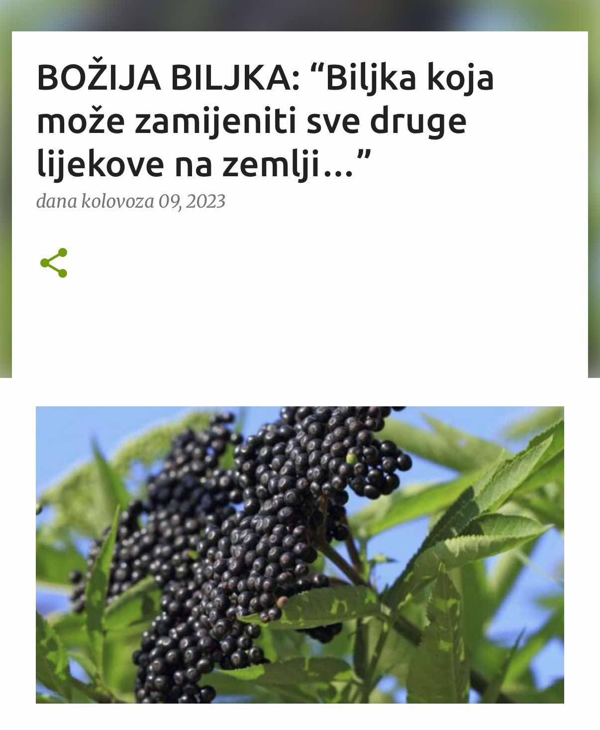 BOŽIJA BILJKA: “Biljka koja može zamijeniti sve druge lijekove na zemlji…”