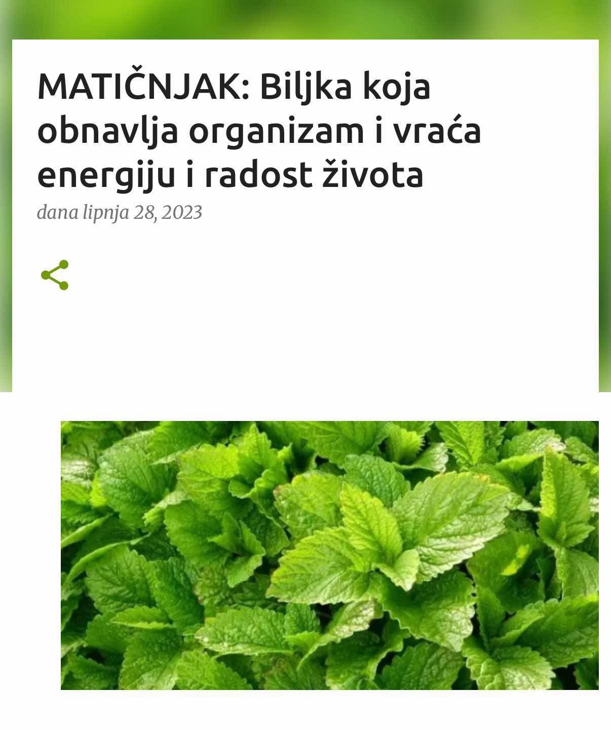 MATIČNJAK: Biljka koja obnavlja organizam i vraća energiju i radost života