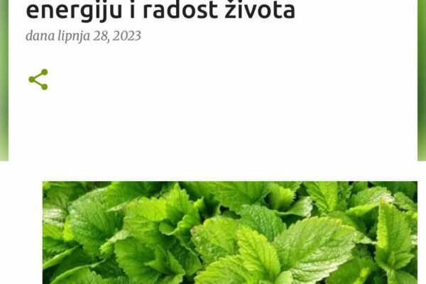 MATIČNJAK: Biljka koja obnavlja organizam i vraća energiju i radost života