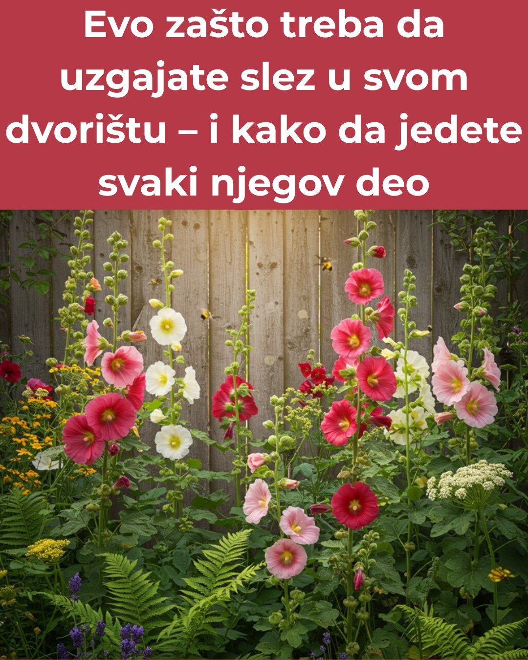 Ako tragate za biljkom koja