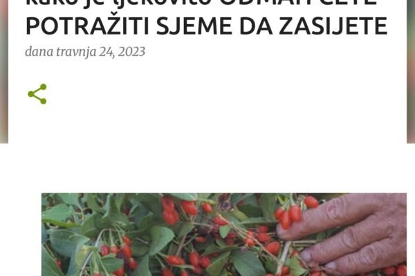 IZLIJEČIO SE OD RAKA I OTAD GAJI OVE BOBICE: Kad vidite kako je ljekovito ODMAH ĆETE POTRAŽITI SJEME DA ZASIJETE