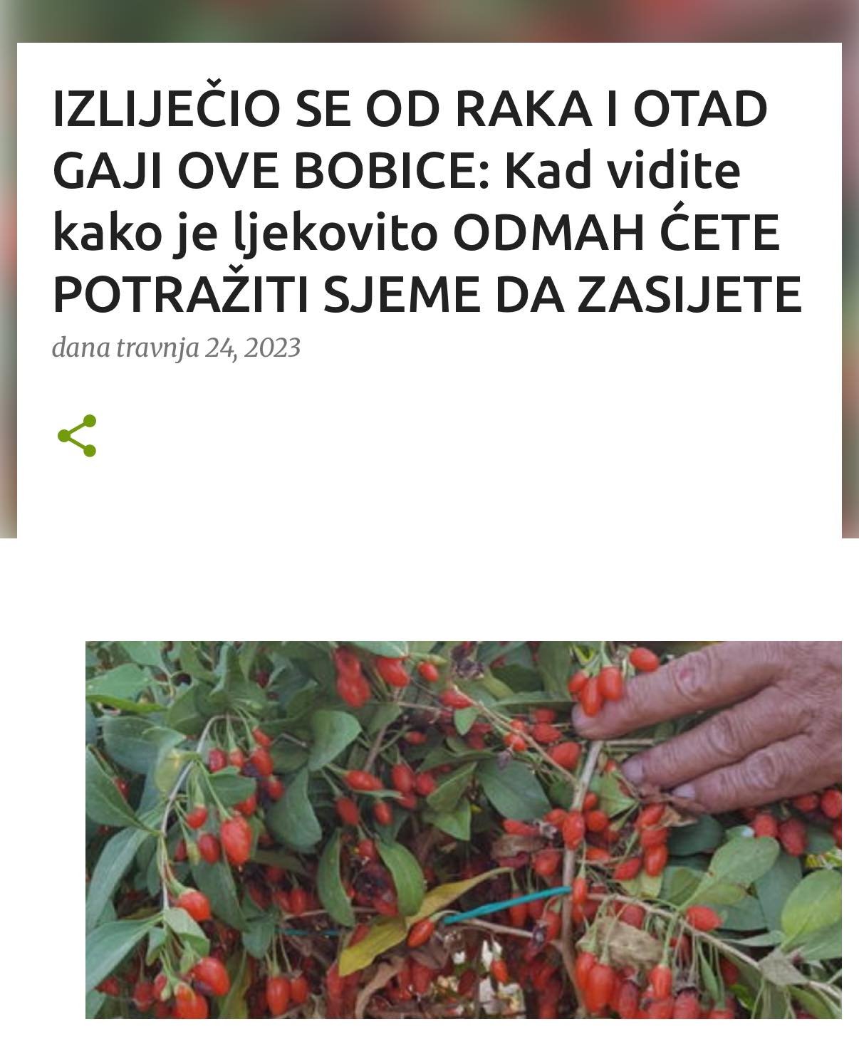 IZLIJEČIO SE OD RAKA I OTAD GAJI OVE BOBICE: Kad vidite kako je ljekovito ODMAH ĆETE POTRAŽITI SJEME DA ZASIJETE