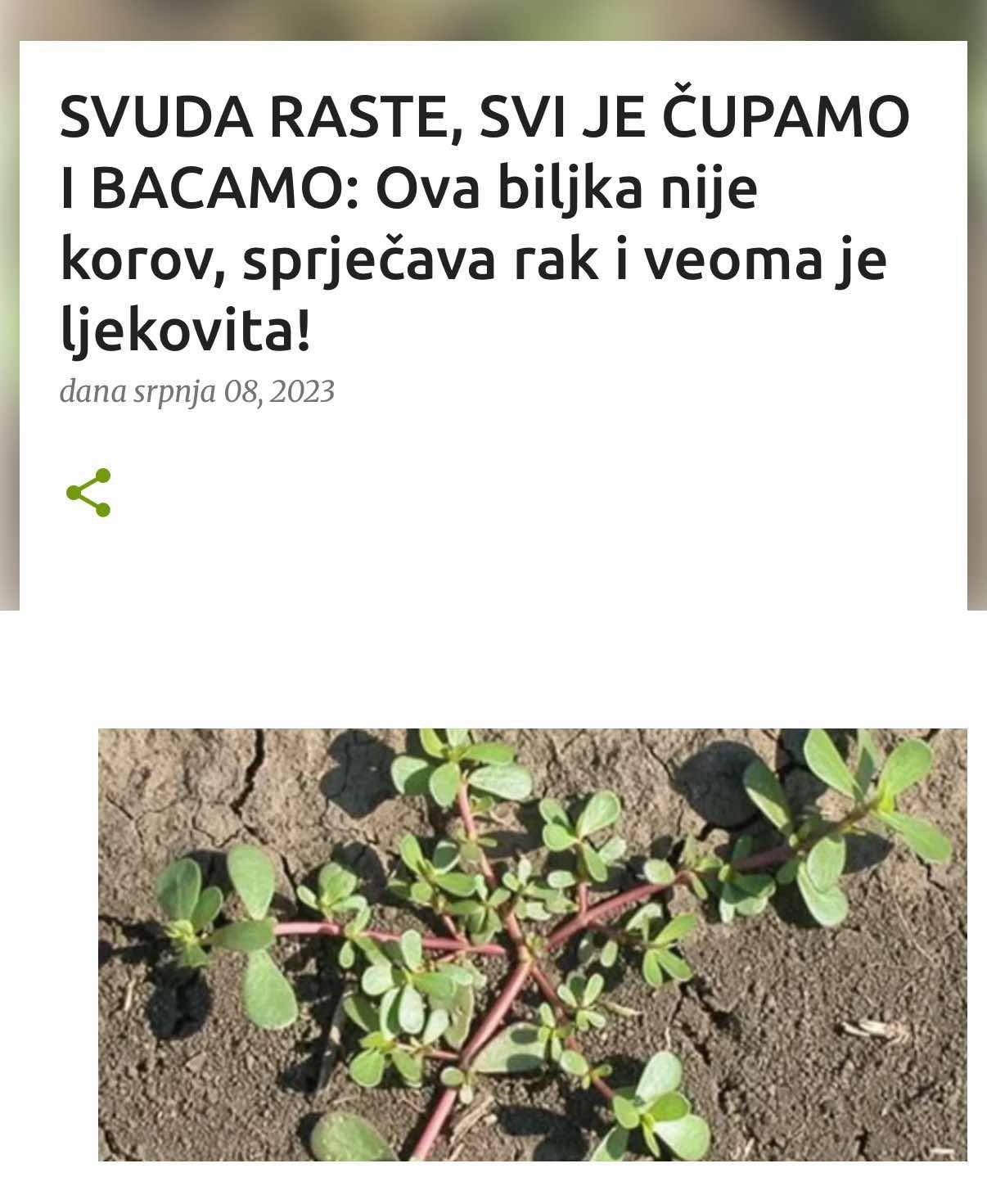 SVUDA RASTE, SVI JE ČUPAMO I BACAMO: Ova biljka nije korov, sprječava rak i veoma je ljekovita!
