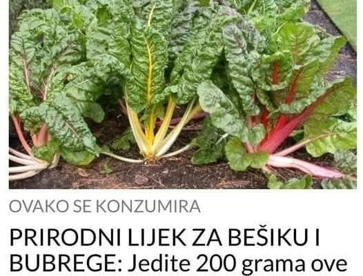 OVO JE NAJJAČI PRIRODNI LIJEK ZA BEŠIKU I BUBREGE: Jedite samo 200 grama ove biljke dnevno, bolja je od bilo kojeg antibiotika