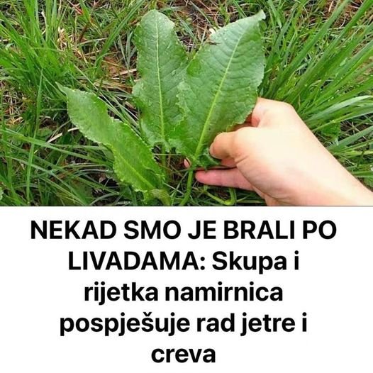 NEKAD SMO JE BRALI PO LIVADAMA: Skupa I Rijetka Namirnica Pospješuje Rad Jetre I Creva