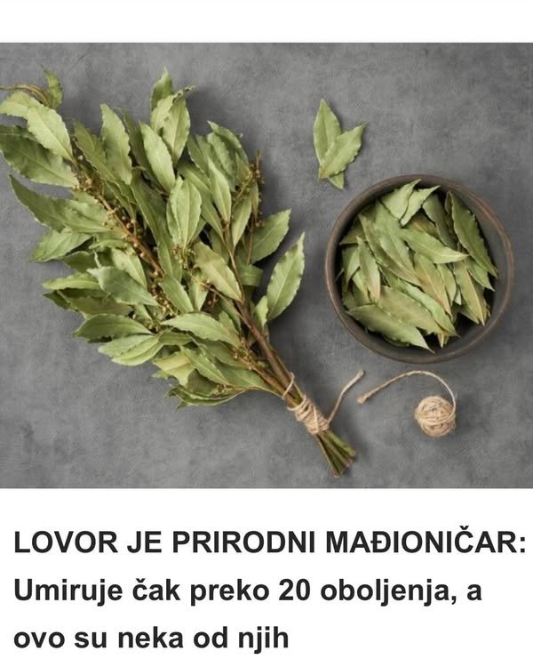 LOVOR JE PRIRODNI MAĐIONIČAR: Umiruje čak preko 20 oboljenja, a ovo su neka od njih….