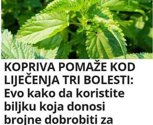 KOPRIVA POMAŽE KOD LIJEČENJA TRI BOLESTI: Evo kako da koristite biljku koja donosi brojne dobrobiti za zdravlje