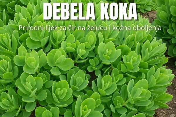 Debela koka – prirodni lijek za čir na želucu i kožna oboljenja