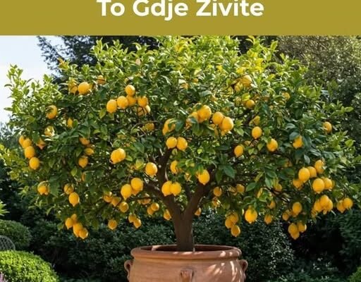Evo kako Uzgojiti Džinovsko Drvo Limuna – Bez Obzira na To Gdje Živite