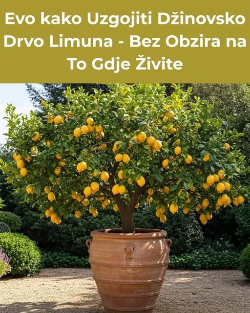 Evo kako Uzgojiti Džinovsko Drvo Limuna – Bez Obzira na To Gdje Živite