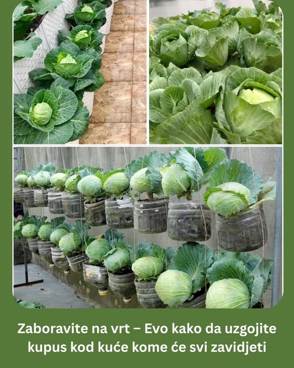 Zaboravite na vrt – Evo kako da uzgojite kupus kod kuće kome će svi zavidjeti