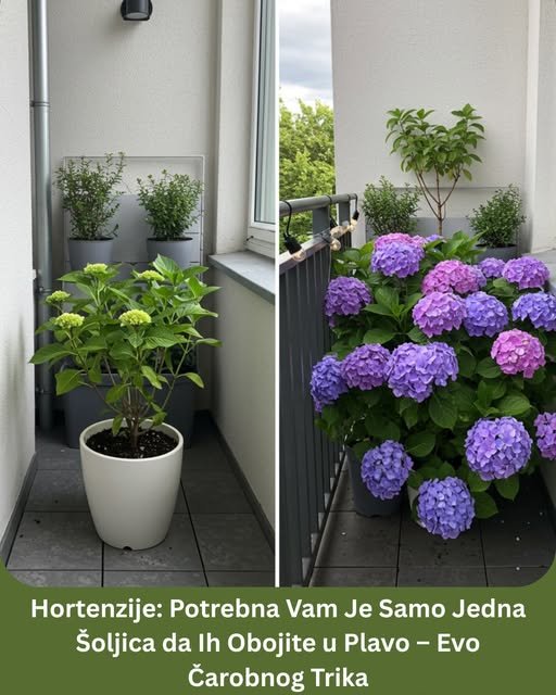 Hortenzije: Potrebna Vam Je Samo Jedna Šoljica da Ih Obojite u Plavo – Evo Čarobnog Trika