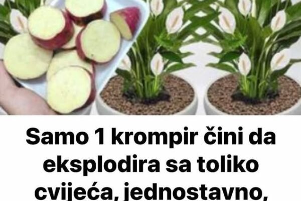Samo 1 krompir čini da eksplodira sa toliko cvijeća, jednostavno, jeftino i VRLO BRZO