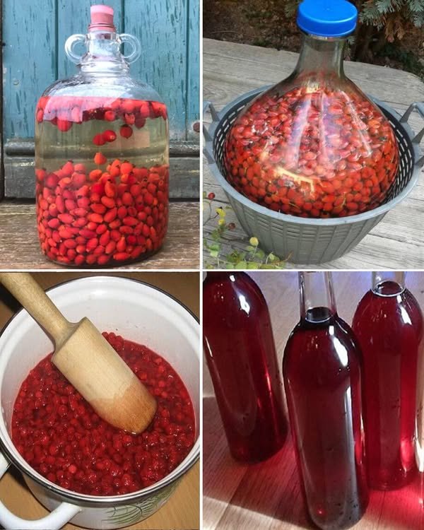 Vino od šipka – drevni „vitaminski eliksir“