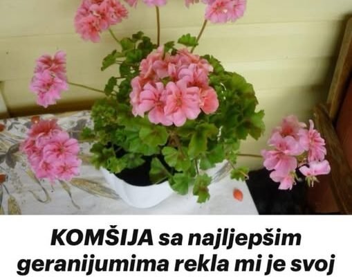 KOMŠIJA sa najljepšim geranijumima rekla mi je svoj trik: Samo KAP i bukvalno će biti zasuti cvijećem!
