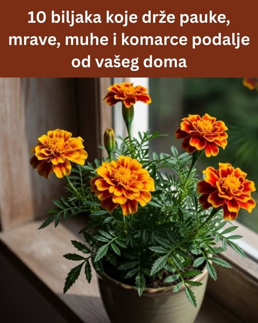10 biljaka koje drže pauke, mrave, muhe i komarce podalje od vašeg doma
