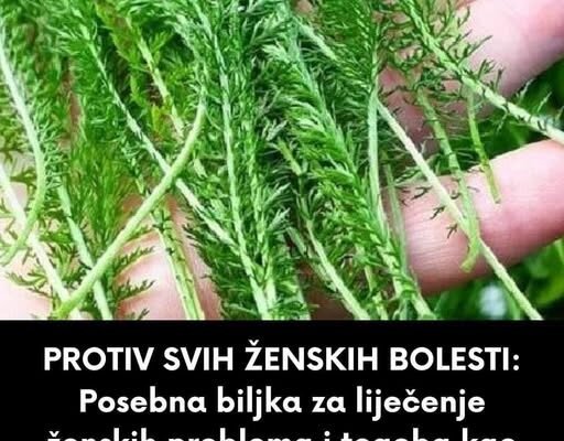 PROTIV SVIH ŽENSKIH BOLESTI: Posebna biljka za liječenje ženskih problema i tegoba kao što su upale jajnika, mršavljenje, bolesti želuca…