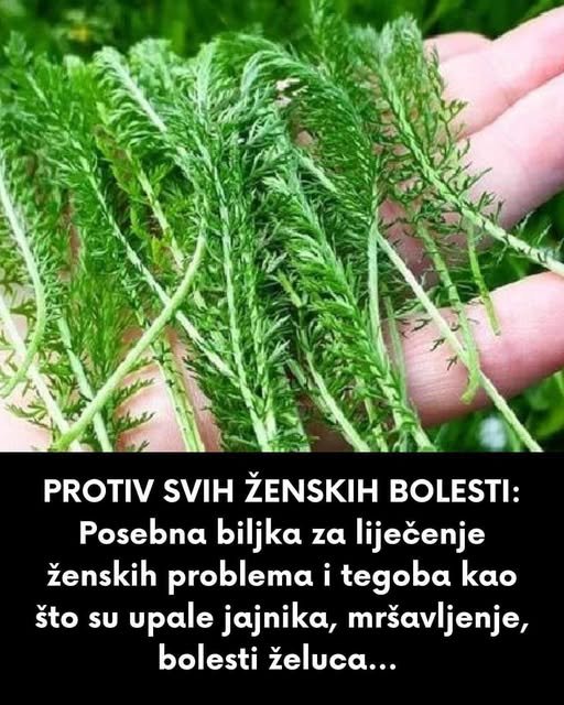 PROTIV SVIH ŽENSKIH BOLESTI: Posebna biljka za liječenje ženskih problema i tegoba kao što su upale jajnika, mršavljenje, bolesti želuca…