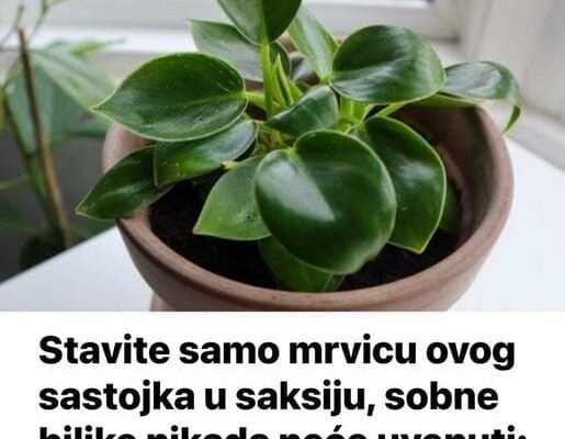 STAVITE SAMO MRVICU OVOG SASTOJKA U SAKSIJE, SOVNE BILJKE NIKADA NEĆE UVENUTI
