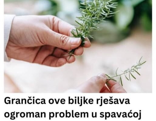 Grančica ove biljke rješava ogroman problem u spavaćoj sobi, ali samo ako je stavite kod prozora