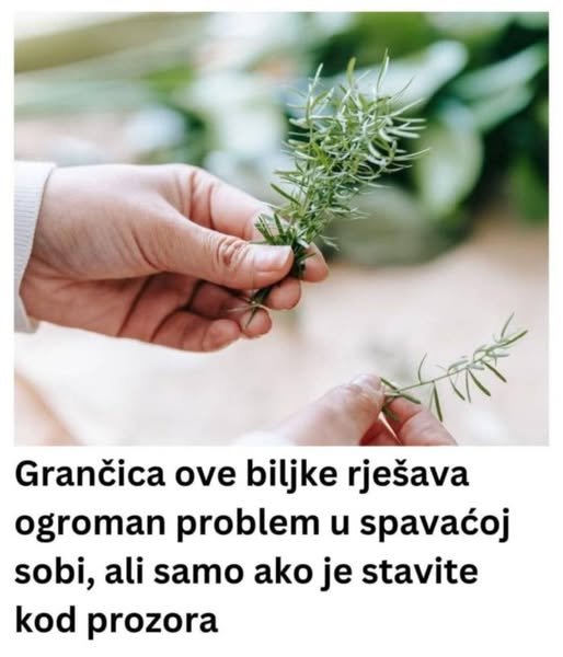 Grančica ove biljke rješava ogroman problem u spavaćoj sobi, ali samo ako je stavite kod prozora