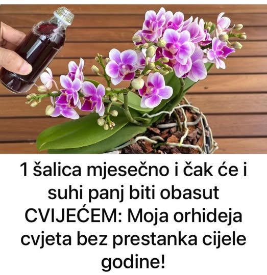 1 šalica mjesečno i čak će i suhi panj biti obasut CVIJEĆEM: Moja orhideja cvjeta bez prestanka cijele godine!