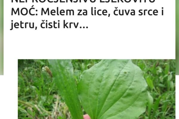OVA BILJKA IMA NEPROCJENJIVU LJEKOVITU MOĆ: Melem za lice, čuva srce i jetru, čisti krv…