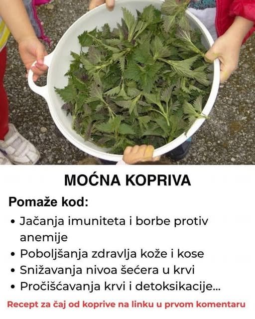 Kopriva – Moćna biljka za zdravlje i kako pripremiti lekoviti čaj