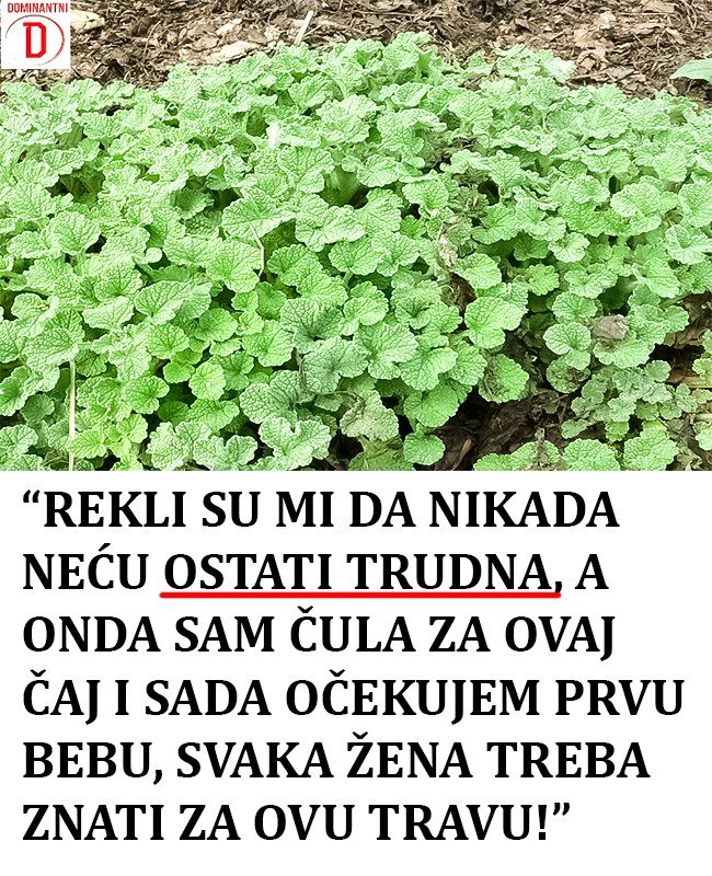 Čaj od ove trave vrlo uspiješno ženama povećava plodnost (recept)