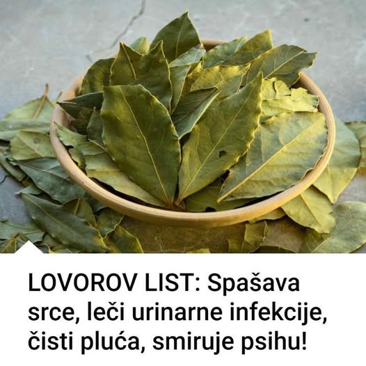 SPAŠAVA SRCE, LIJEČI URINARNE INFEKCIJE, ČISTI PLUĆA, SMIRUJE PSIHU! 💚✨ Prirodni Saveznik Vašeg Zdravlja – Moćan I Višestruko Koristan!
