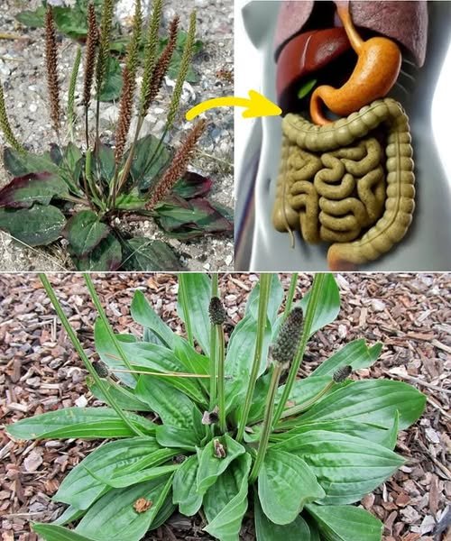 Plantago Major – Moćna ljekovita biljka koju vjerovatno ne znate