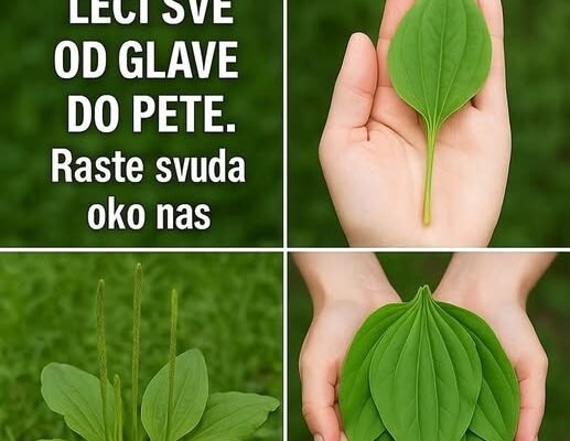 OVA BILJKA LIJEČI SVE od glave do pete. Raste svuda oko nas!