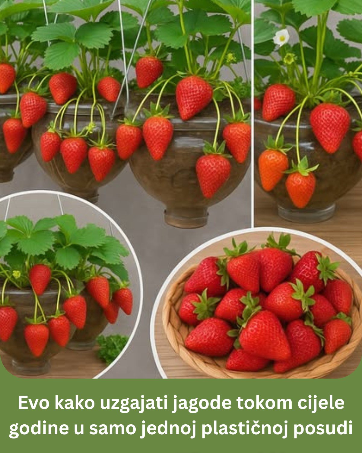 Evo kako uzgajati jagode tokom cijele godine u samo jednoj plastičnoj posudi