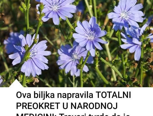 Ova biljka je napravila totalni preokret u narodnoj medicini! Travari tvrde da je pravi fenomen Ova biljka je napravila totalni preokret u narodnoj medicini! Travari tvrde da je pravi fenomen