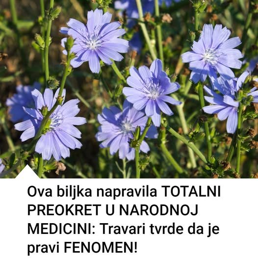 Ova biljka je napravila totalni preokret u narodnoj medicini! Travari tvrde da je pravi fenomen