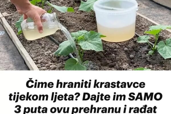 Čime hraniti krastavce tijekom ljeta? Dajte im SAMO 3 puta ovu prehranu i rađat će bez prestanka tijekom cijele sezone!