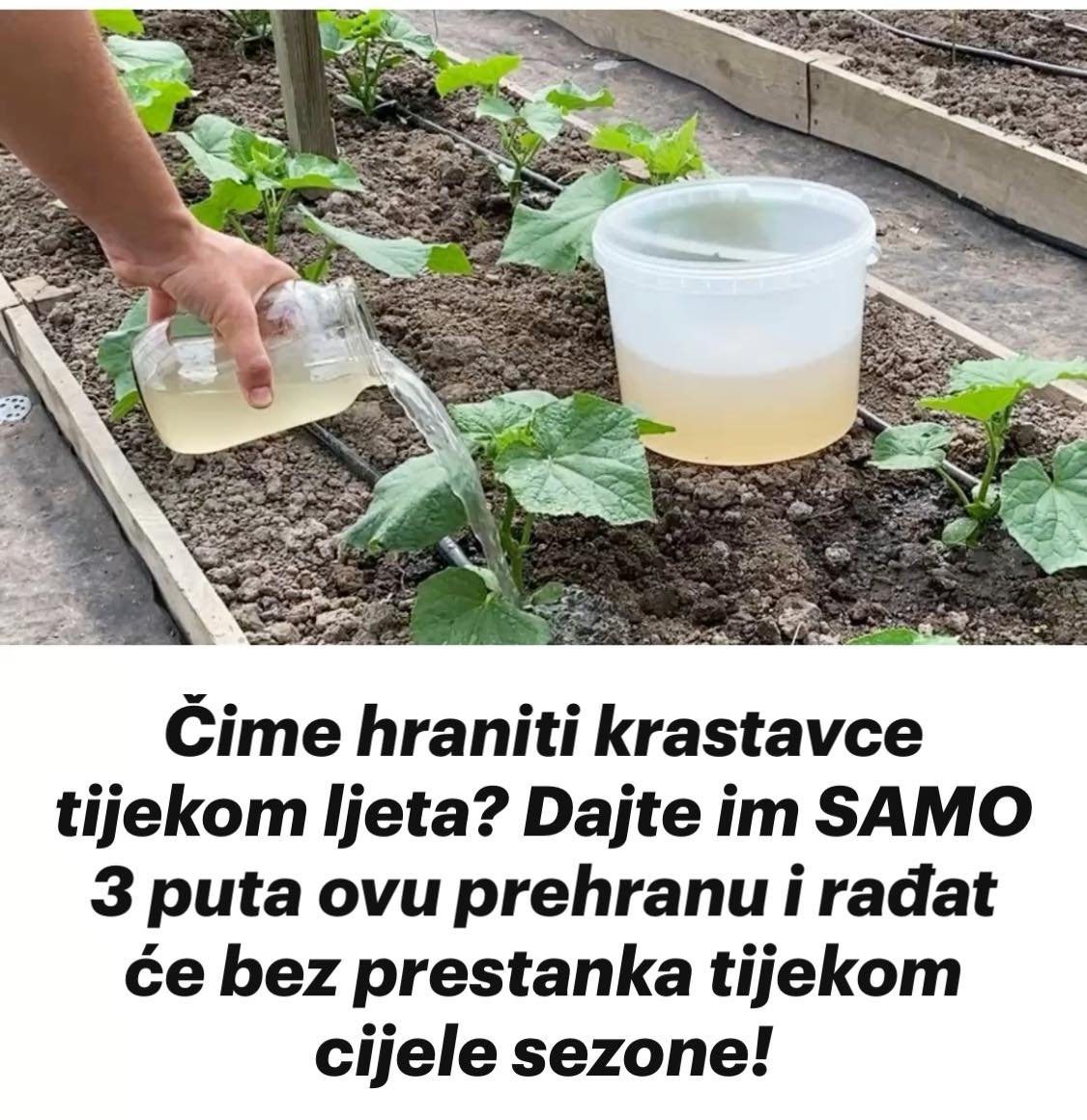 Čime hraniti krastavce tijekom ljeta? Dajte im SAMO 3 puta ovu prehranu i rađat će bez prestanka tijekom cijele sezone!