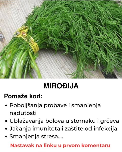 Mirođija – Aromatična biljka koja pomaže kod svega, a evo kako se sprema