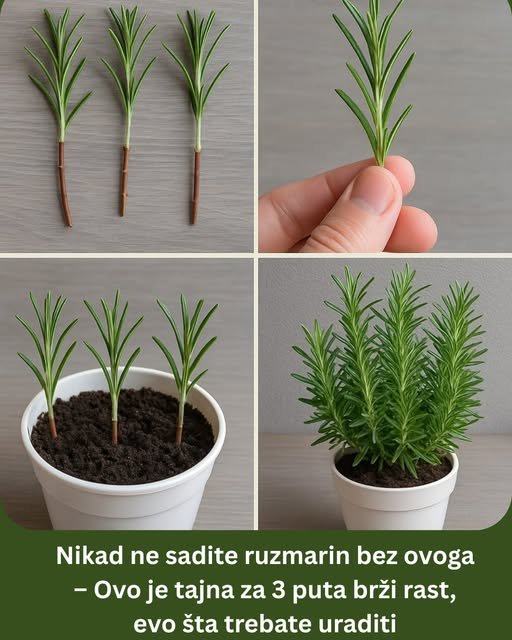 Nikad ne sadite ruzmarin bez ovoga – Ovo je tajna za 3 puta brži rast, evo šta trebate uraditi