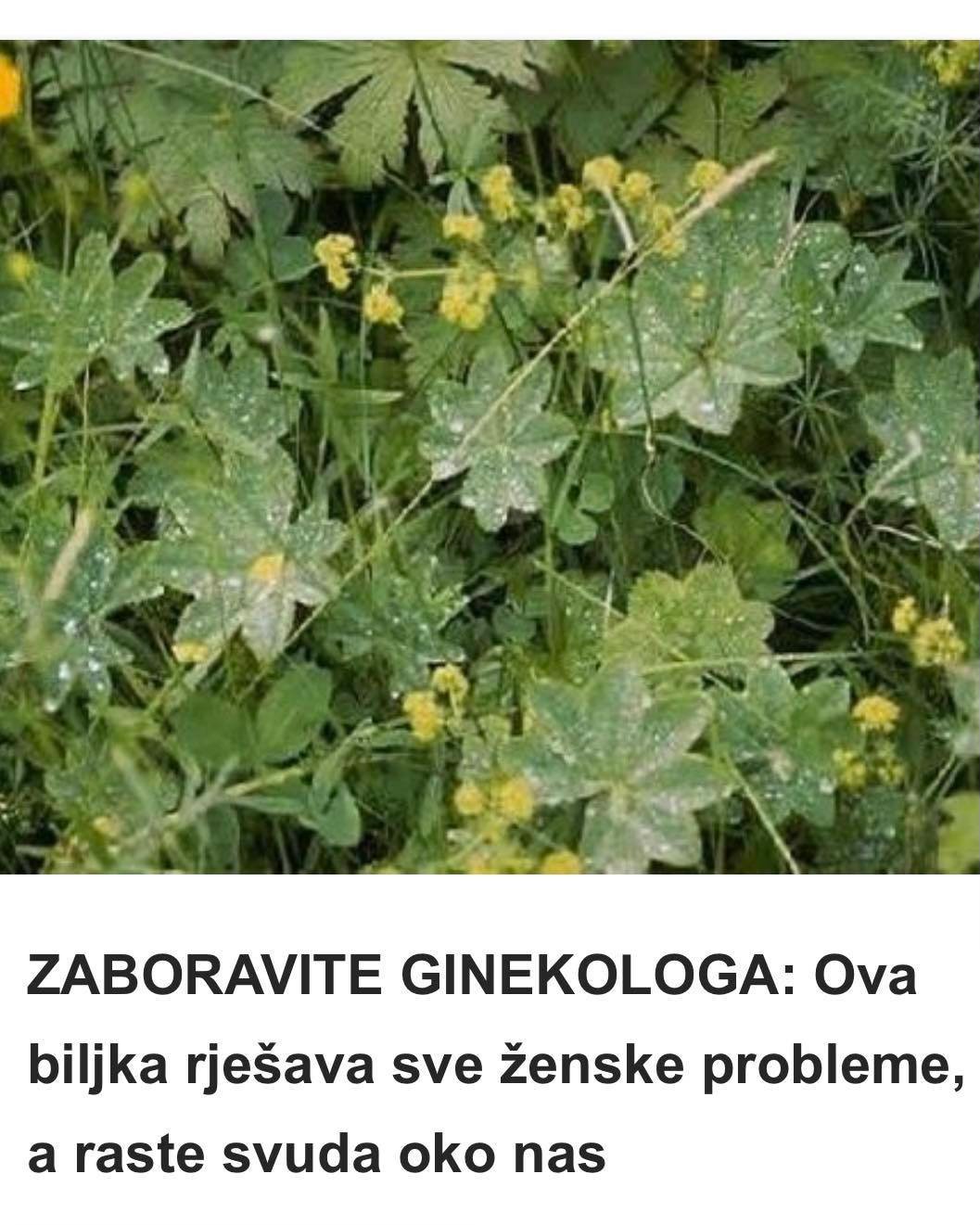 ZABORAVITE GINEKOLOGA: Ova biljka rješava sve ženske probleme, a raste svuda oko nas