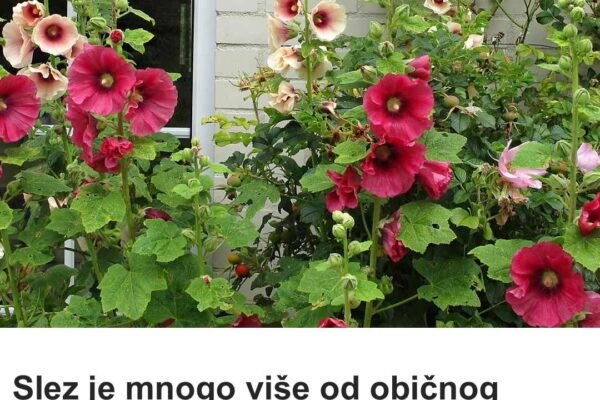 Slez je mnogo više od običnog cveća!Evo zašto treba da ga uzgajate u svom dvorištu – i kako da jedete svaki njegov deo