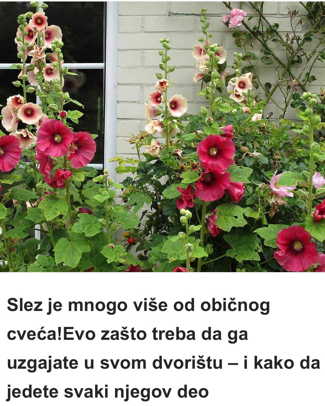 Slez je mnogo više od običnog cveća!Evo zašto treba da ga uzgajate u svom dvorištu – i kako da jedete svaki njegov deo